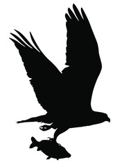 Vector silhouette of the Bird of Prey (Osprey) in flight with fish in its talons. - 168967020