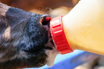 Feeding calf with bottle of milk - 168967030