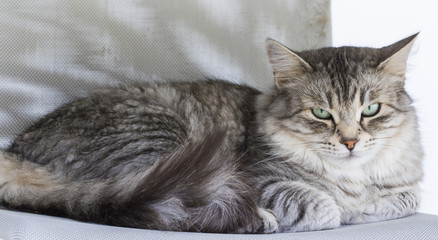 Obraz na płótnie Canvas Purebred hypoallergenic female cat, silver siberian breed