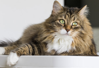 Fototapeta premium Rasowy kot leżący w domu, kotka syberyjska futrzana