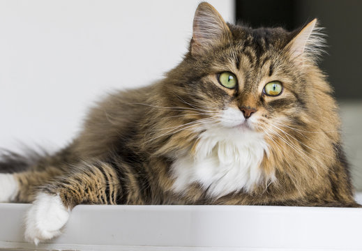 Fototapeta Purebred cat lying in the house, siberian furry female