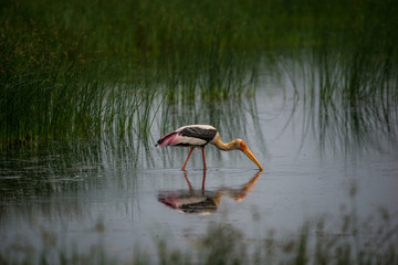 Painted Stork Reflection