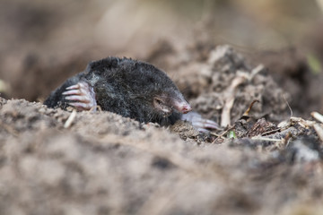 A curious mole sticking his nose out in the light in garden. Shallow depth of field portrait of a mole.