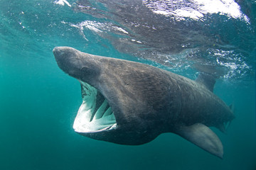 basking shark, cetorhinus maximus, Coll island, Scotland