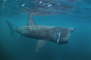 Naklejka premium basking shark, cetorhinus maximus, Coll island, Scotland