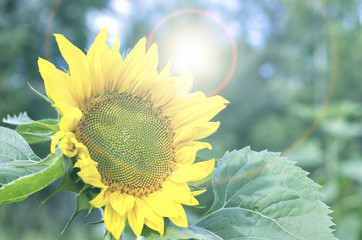 Sunflowers garden. Sunflowers have abundant health benefits. Sunflower oil improves skin health and...