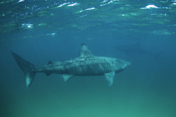 Fototapeta premium basking shark, cetorhinus maximus, Coll island, Scotland