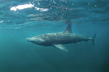 basking shark, cetorhinus maximus, Coll island, Scotland