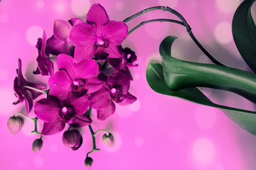 Pink Orchid flowers isolated on pink background.