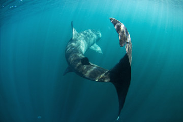 basking shark, cetorhinus maximus, Coll island, Scotland