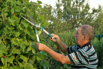 Senior man in his garden. He is going to trim the plants.