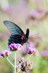 Butterfly and beautiful insect flower