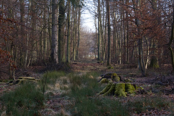 Baumstümpfe im Wald