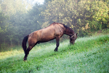 Horse grazing. Carpathian mountain
