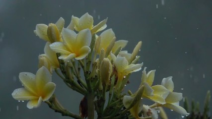 SLOW MOTION, CLOSE UP: Raindrops falling on beautiful white and yellow flowers on lush green bush during summer rainfall. Waterdrops washing and splashing over oleander flower petals during rainstorm - Powered by Adobe