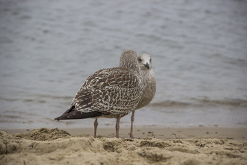 Mewy na plaży © czizus