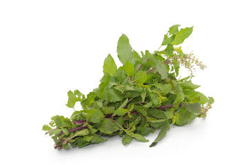 Fototapeta premium hot basil leaves isolated on white background