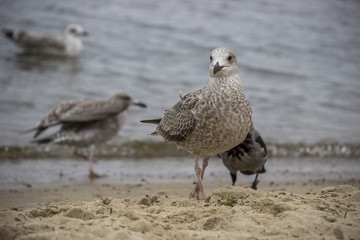 Mewy na plaży © czizus