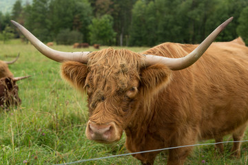 Highland Cattle in Vermont