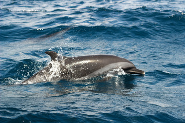 Naklejka premium Dolphin alone