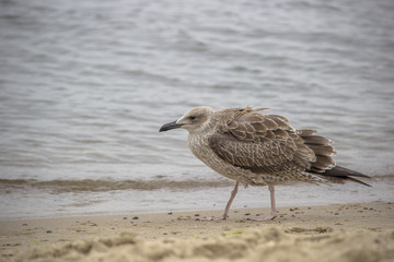 Mewa na plaży