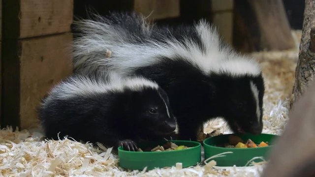 young skunks eating zoom depth of field 4k