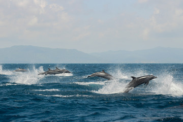 Dolphine Race