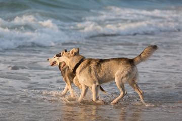 Fototapeta na wymiar Husky dogs bathe in the sea, play on the shore in the early morning