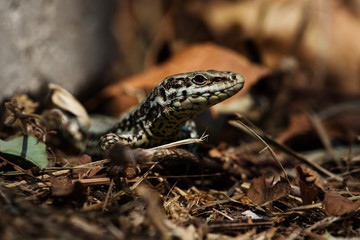 Common Wall Lizard, Lizards, Wall Lizard, Podarcis muralis