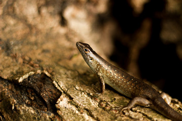 A Lizard