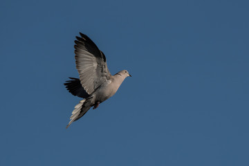 Eurasian Collared Dove, Eurasian Collared-dove,  Pigeons, Streptopelia decaocto