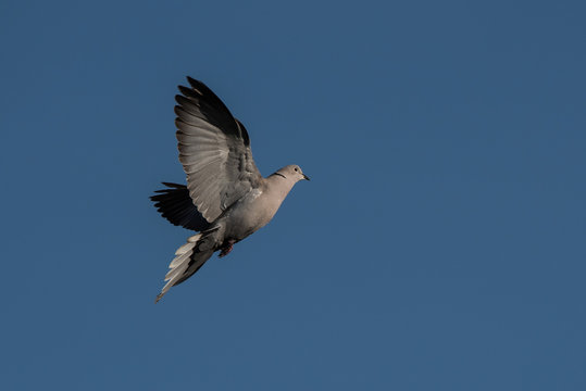 Eurasian Collared Dove, Eurasian Collared-dove,  Pigeons, Streptopelia decaocto