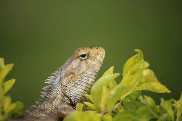 lizard