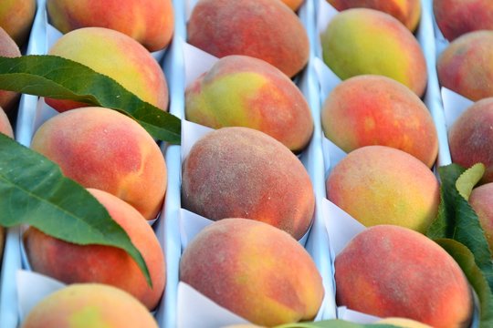 Fresh and ripe peaches