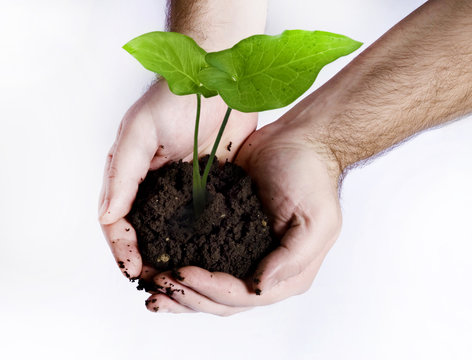 Mani tengono zolla di terra con pianta