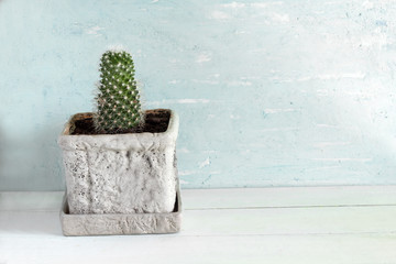 cactus in a concrete pot. copy space.