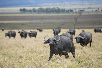 Bueffelherde wandert durch die Savanne
