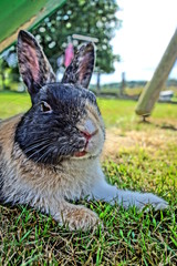 lapin 01