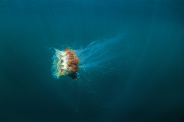 Naklejka premium lion's mane jellyfish, cyanea capillata, Coll island, Scotland