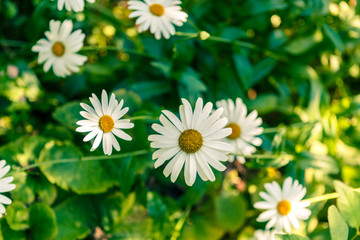 Chamomile flowers on a meadow in summer