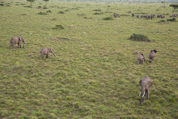 Elefantenherde aus der Vogelperspektive