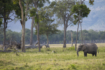 Elefant bei der Nahrungsaufnahme