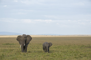 Obraz na płótnie Canvas Elefantenkuh mit Kalb