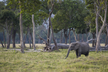 Elefant bei der Nahrungsaufnahme