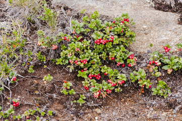 Riederalp, Alpen, Moosfluh, Rote Beeren, Scheinbeere, Wallis, Berge, Wanderweg, Aletsch, Sommer, Wallis, Schweiz
