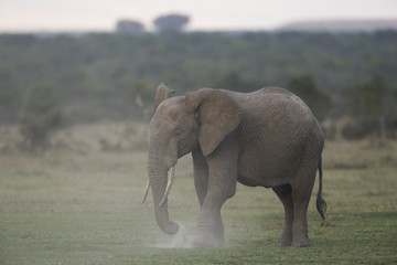 Elefant bei der Nahrungsaufnahme