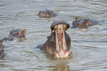 Flusspferd beim Gaehnen