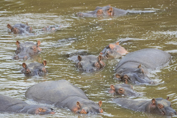 Flusspferde im Fluss
