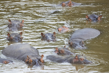 Flusspferde im Fluss