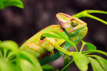 Chameleon